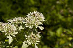 Clustered mountainmint